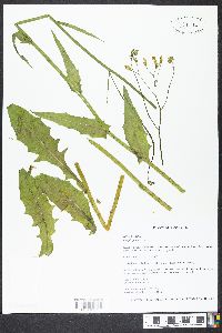 Crepis pulchra image