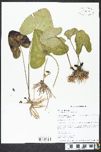 Hexastylis arifolia image