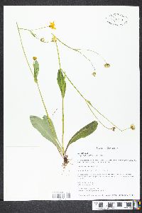 Krigia biflora image