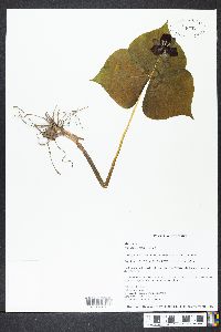 Trillium sulcatum image