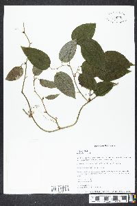 Smilax herbacea image