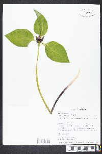 Trillium recurvatum image