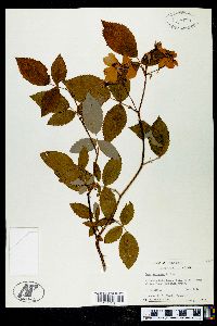 Rosa setigera image