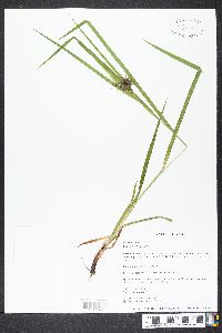 Carex grayi image