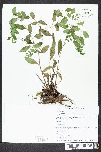 Lithospermum tuberosum image