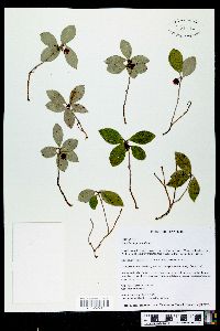 Gaultheria procumbens image