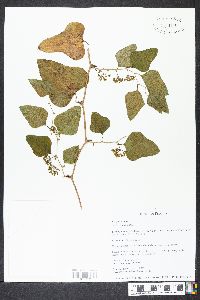 Smilax bona-nox image