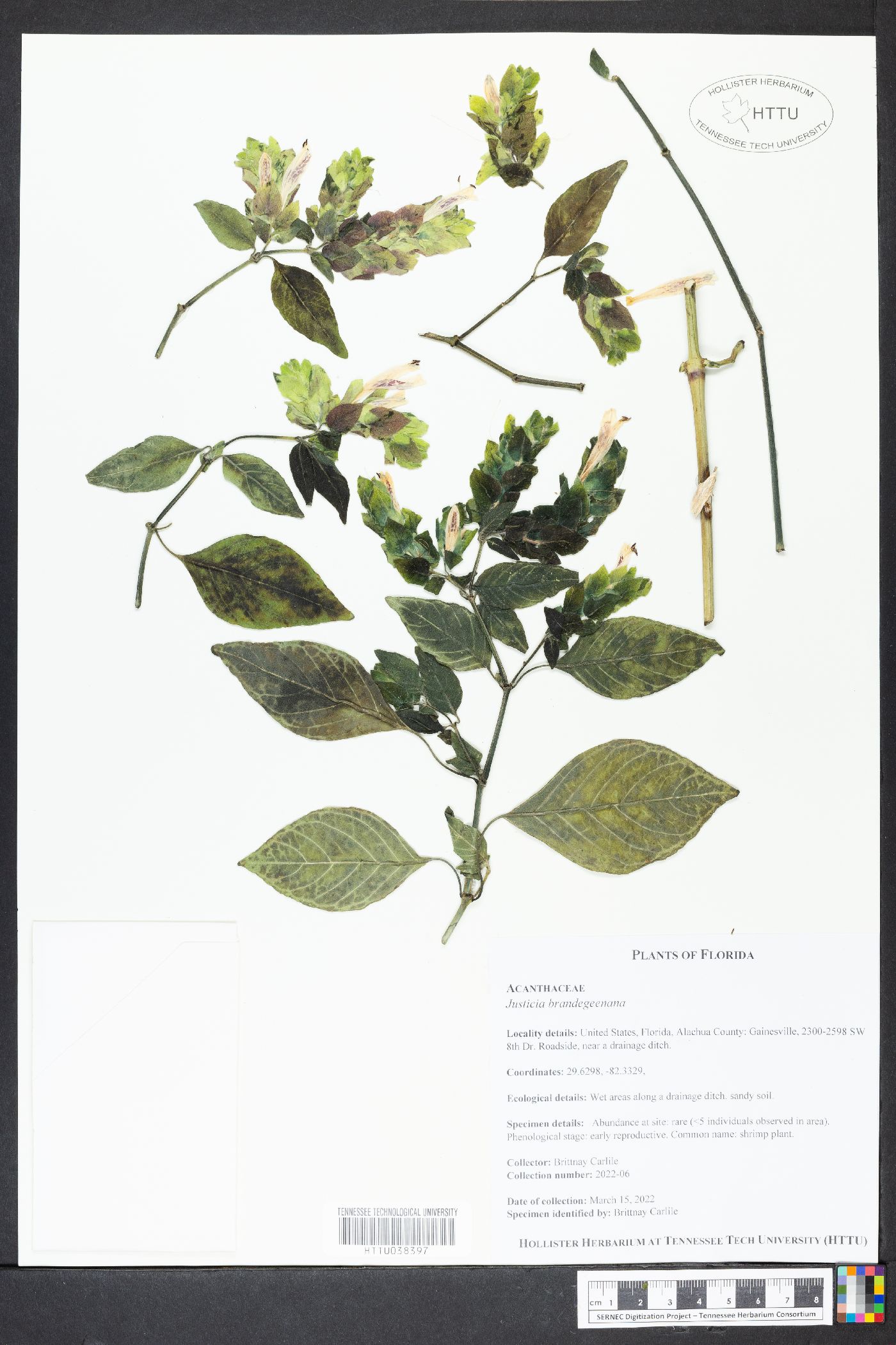 Justicia brandegeeana image