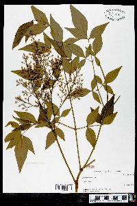 Nandina domestica image