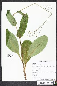 Cynoglossum virginianum image