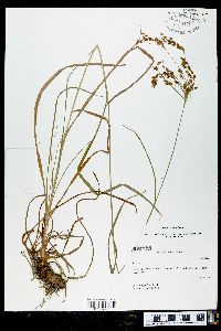 Scirpus pendulus image