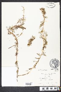 Myriophyllum sibiricum image