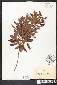 Myrica cerifera image