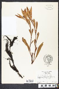 Ludwigia uruguayensis image