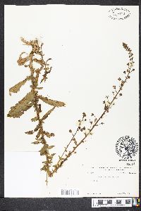 Verbascum blattaria image