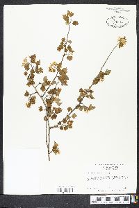 Crataegus marshallii image