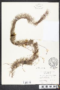 Myriophyllum laxum image