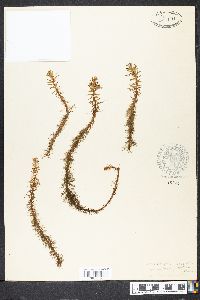 Myriophyllum pinnatum image