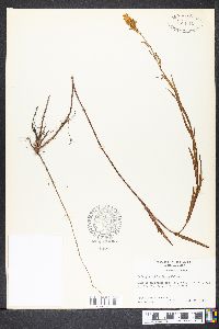 Ludwigia suffruticosa image