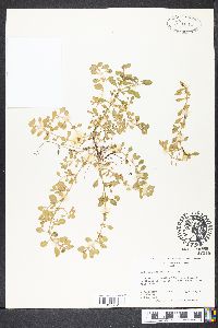 Ludwigia spathulata image