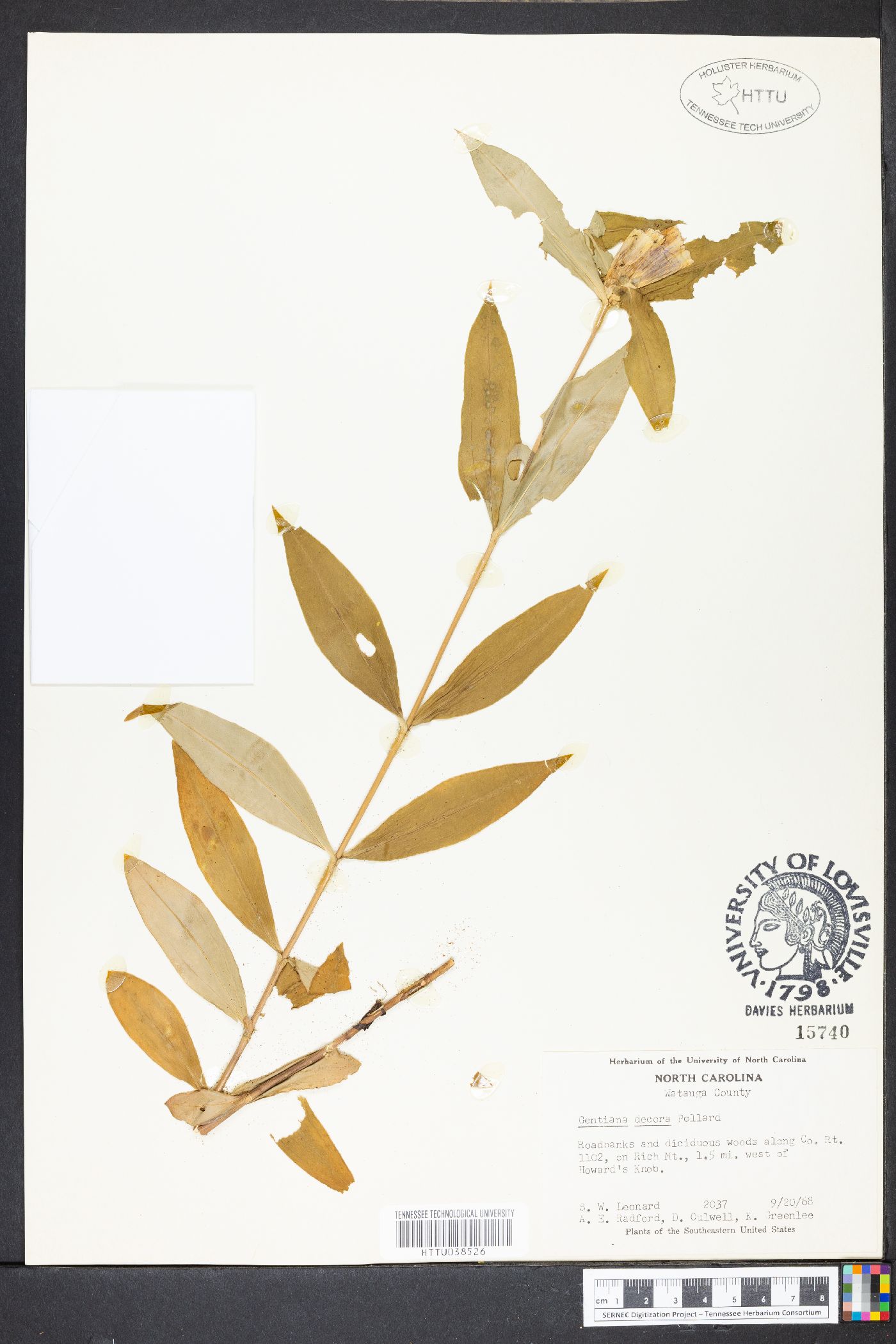 Gentiana decora image