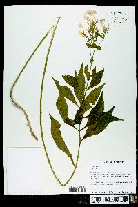 Phlox paniculata image