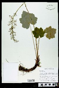 Heuchera americana image