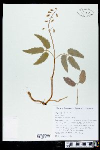 Cardamine diphylla image