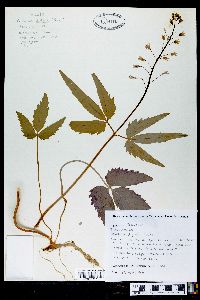 Cardamine diphylla image