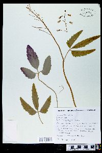 Cardamine diphylla image