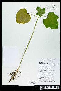 Abelmoschus esculentus image