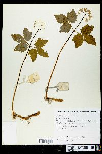 Cardamine diphylla image