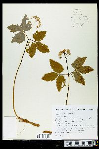 Cardamine diphylla image