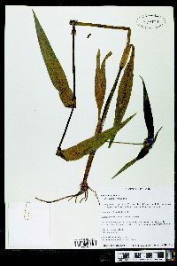 Tradescantia virginiana image