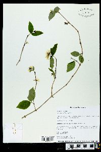 Philadelphus hirsutus image