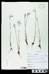 Sisyrinchium campestre image