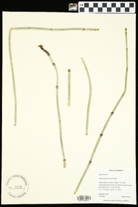 Equisetum × ferrissii image