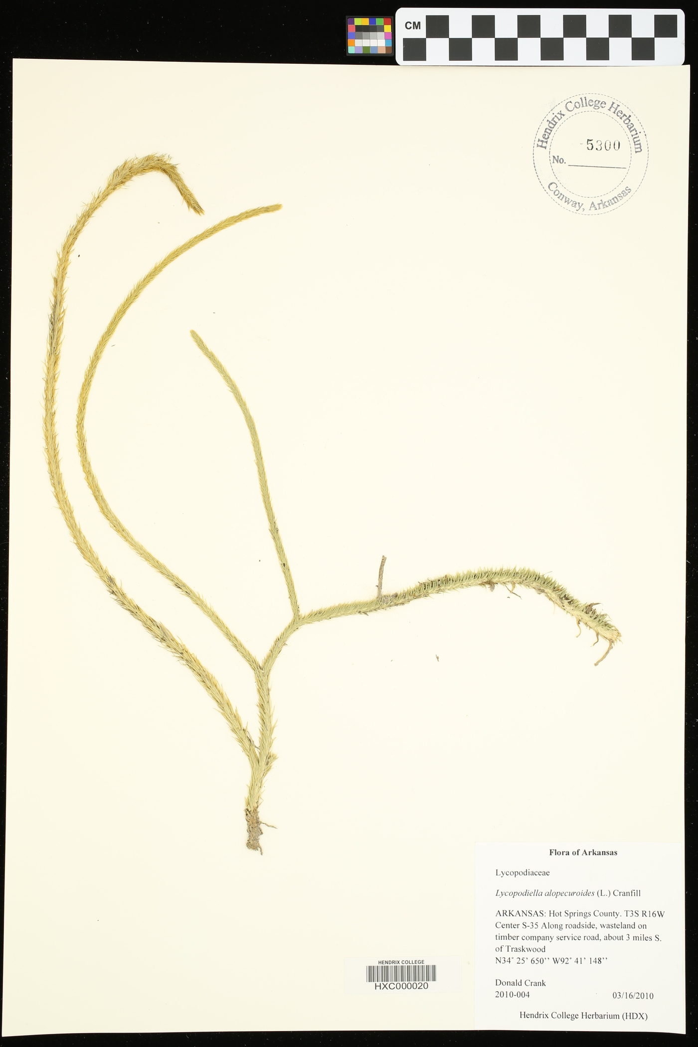 Lycopodiella alopecuroides image