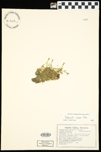 Selaginella eclipes image