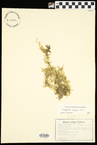 Selaginella eclipes image