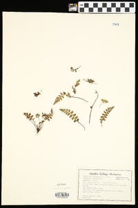 Asplenium bradleyi image