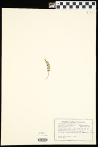 Asplenium bradleyi image