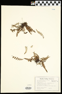 Asplenium bradleyi image