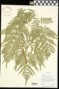 Pteridium aquilinum subsp. pseudocaudatum image