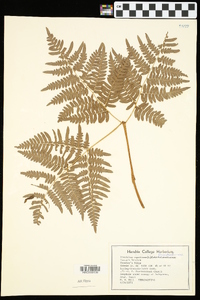 Pteridium aquilinum var. latiusculum image