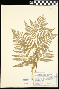 Pteridium aquilinum var. latiusculum image