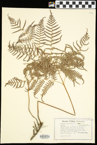 Pteridium aquilinum subsp. pseudocaudatum image