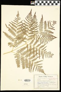 Pteridium aquilinum subsp. pseudocaudatum image