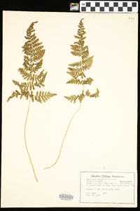 Cystopteris × tennesseensis image