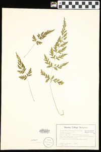 Cystopteris × tennesseensis image